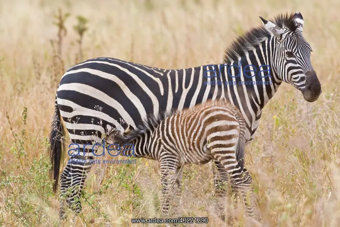 : Africa. Tanzania. Juvenile Common Zebra : Africa. Tanzania. Juvenile Common Zebra