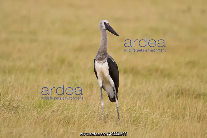 : Africa. Tanzania. Juvenile Saddle-billed : Africa. Tanzania. Juvenile Saddle-billed