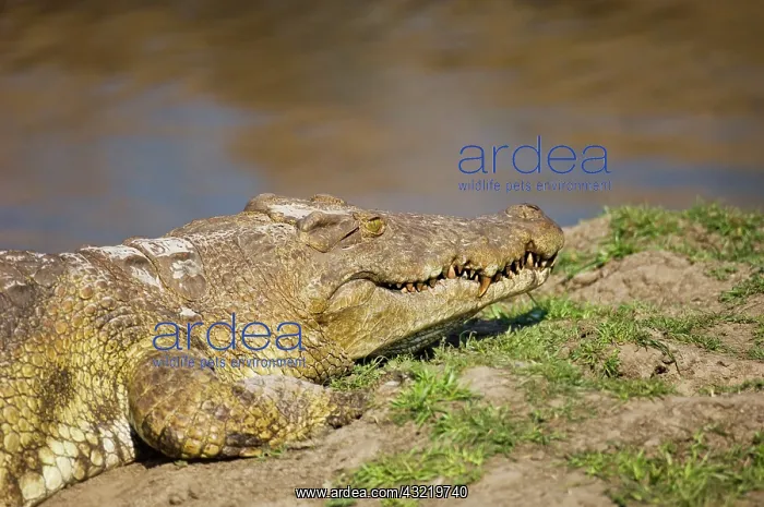 : Africa, Tanzania, Katavi, crocodile sunning : Africa, Tanzania, Katavi, crocodile sunning