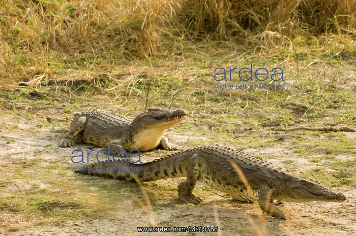 : Africa, Tanzania, Katavi, crocodiles walking : Africa, Tanzania, Katavi, crocodiles walking