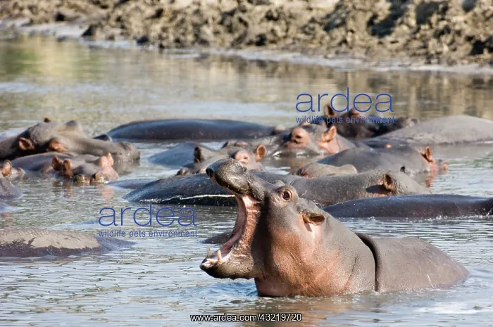 : Africa, Tanzania, Katavi, hippo bearing : Africa, Tanzania, Katavi, hippo bearing