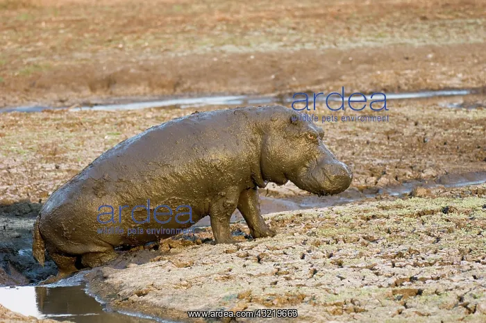 : Africa, Tanzania, Katavi, hippo emerging : Africa, Tanzania, Katavi, hippo emerging