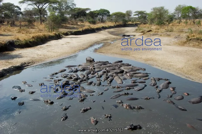 : Africa, Tanzania, Katavi, hippo pool : Africa, Tanzania, Katavi, hippo pool
