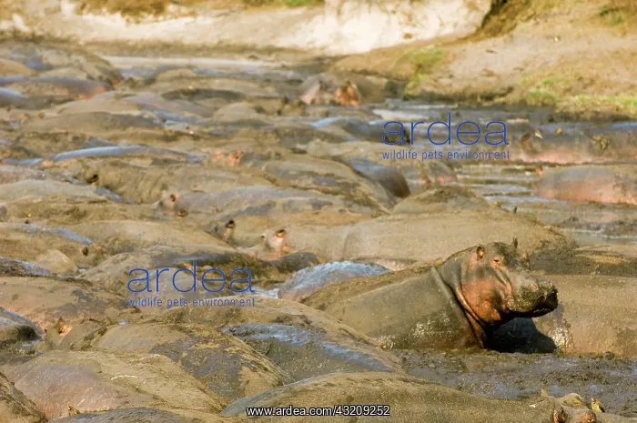 : Africa, Tanzania, Katavi, hippos in large : Africa, Tanzania, Katavi, hippos in large