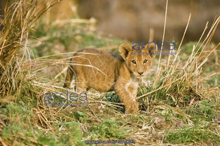 : Africa, Tanzania, Katavi, lion cub playing : Africa, Tanzania, Katavi, lion cub playing