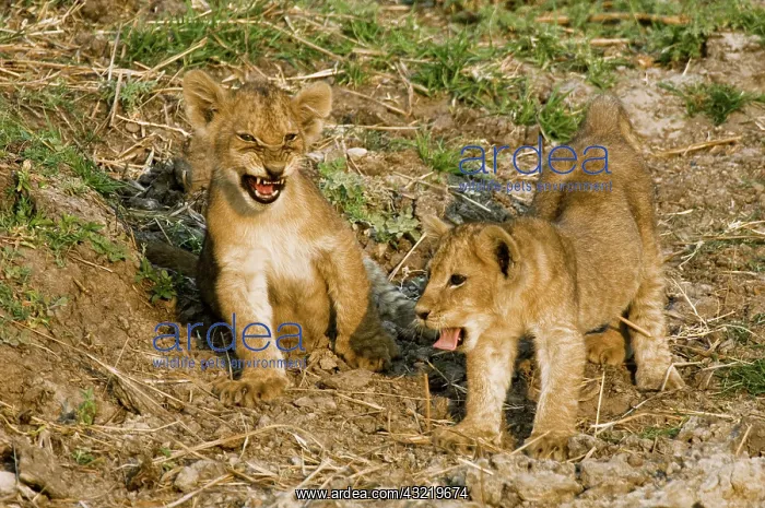  : Africa, Tanzania, Katavi, lion cubs playing