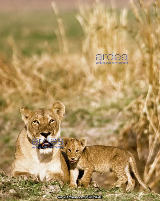 : Africa, Tanzania, Katavi, lioness and cub : Africa, Tanzania, Katavi, lioness and cub