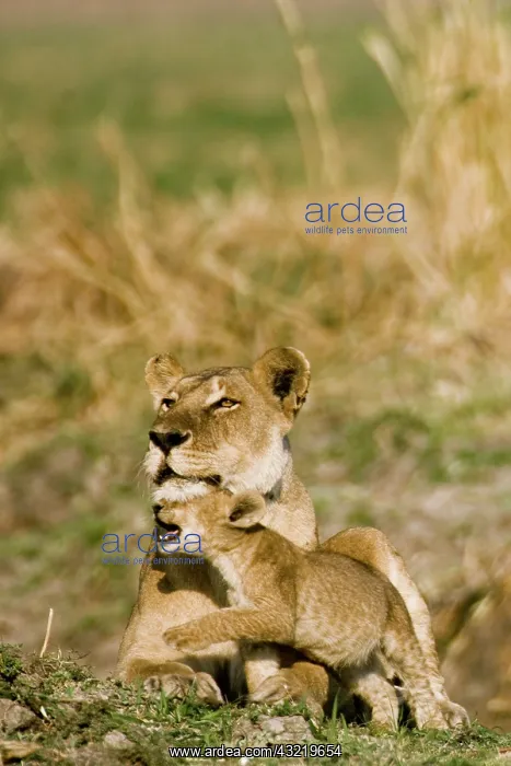 : Africa, Tanzania, Katavi, lioness and cub : Africa, Tanzania, Katavi, lioness and cub