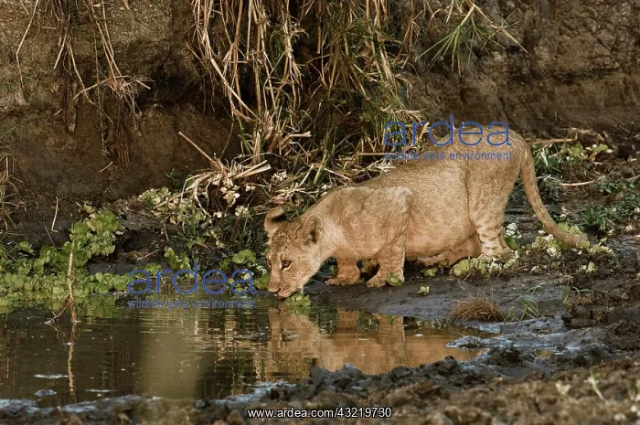 : Africa, Tanzania, Katavi, lioness drinking : Africa, Tanzania, Katavi, lioness drinking