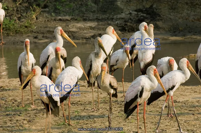 : Africa, Tanzania, Katavi, yellow-billed : Africa, Tanzania, Katavi, yellow-billed