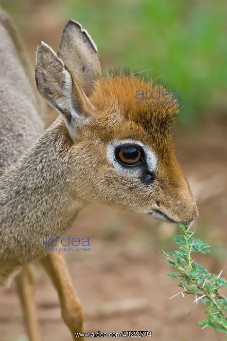 : Africa. Tanzania. Kirk's Dik Dik at Lake : Africa. Tanzania. Kirk's Dik Dik at Lake