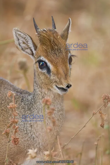 : Africa. Tanzania. Kirk's Dik Dik at Manyara : Africa. Tanzania. Kirk's Dik Dik at Manyara