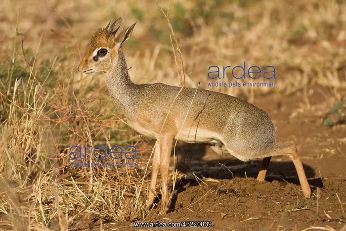 : Africa. Tanzania. Kirk's Dik Dik at Manyara : Africa. Tanzania. Kirk's Dik Dik at Manyara