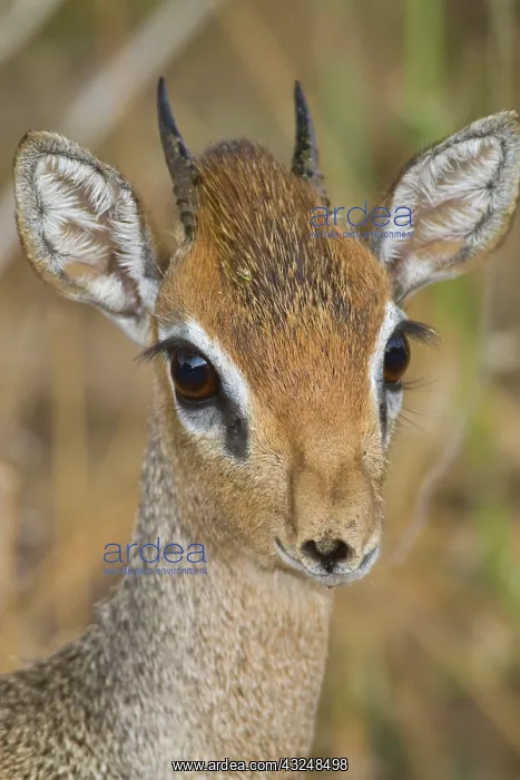 : Africa. Tanzania. Kirk's Dik Dik at Manyara : Africa. Tanzania. Kirk's Dik Dik at Manyara