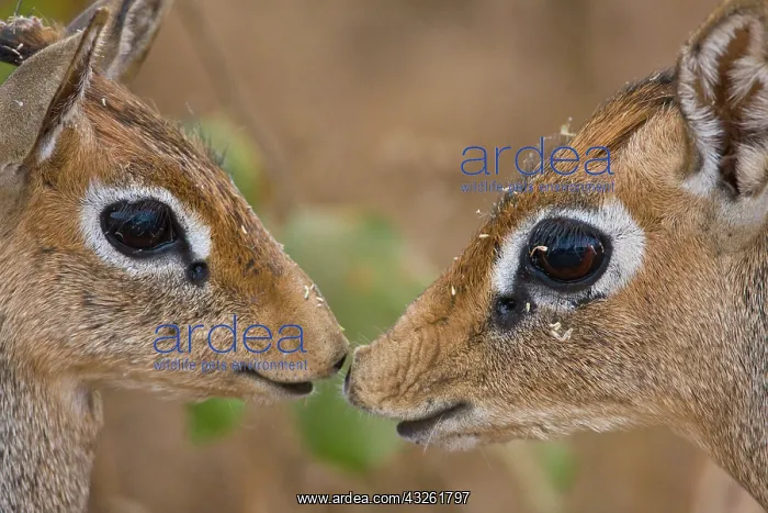 : Africa. Tanzania. Kirk's Dik Dik at Manyara : Africa. Tanzania. Kirk's Dik Dik at Manyara