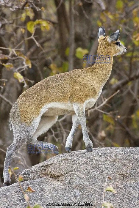  : Africa. Tanzania. Klipspringer antelope