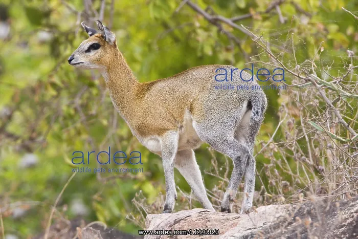  : Africa. Tanzania. Klipspringer antelope