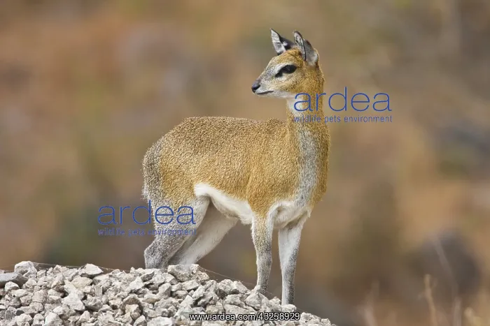 : Africa. Tanzania. Klipspringer antelope : Africa. Tanzania. Klipspringer antelope