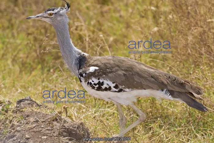 : Africa. Tanzania. Kori Bustard in Ngorongoro : Africa. Tanzania. Kori Bustard in Ngorongoro