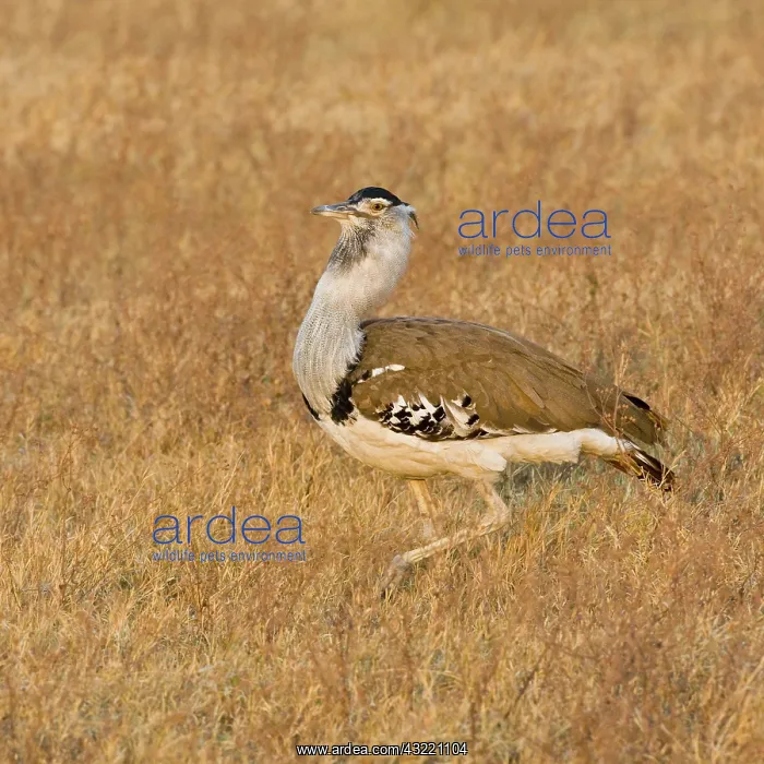 : Africa. Tanzania. Kori Bustard in Ngorongoro : Africa. Tanzania. Kori Bustard in Ngorongoro