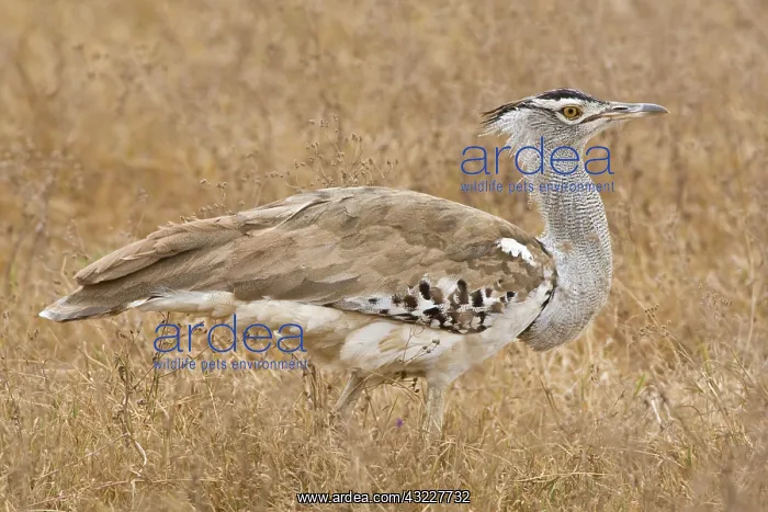  : Africa. Tanzania. Kori Bustard in Ngorongoro