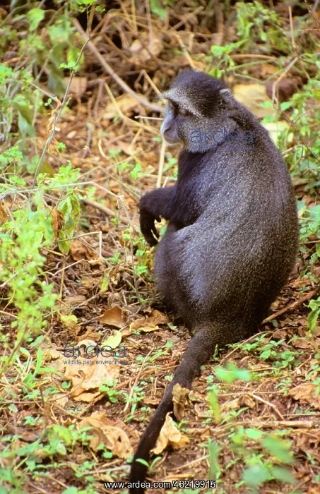 : Africa, Tanzania, Lake Manyara. A solitary : Africa, Tanzania, Lake Manyara. A solitary