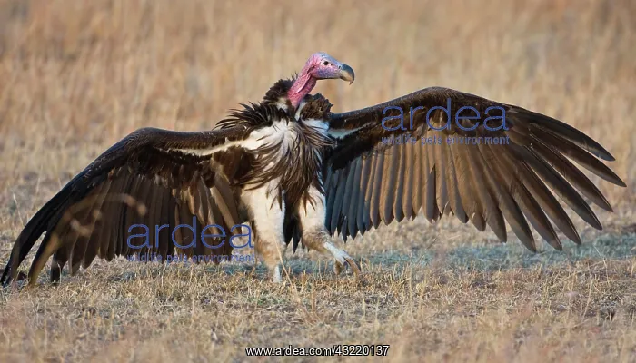 : Africa. Tanzania. Lappet-faced Vulture in : Africa. Tanzania. Lappet-faced Vulture in