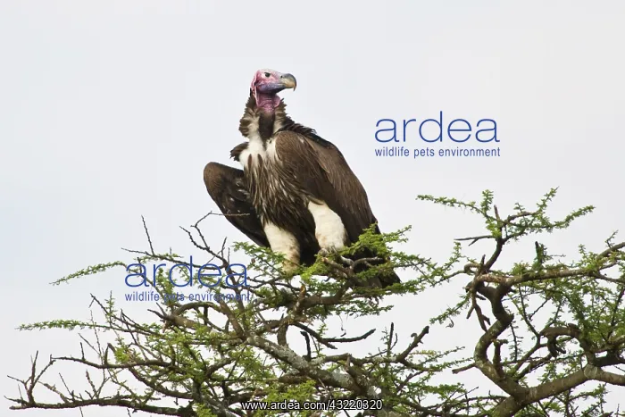 : Africa. Tanzania. Lappet-faced Vulture in : Africa. Tanzania. Lappet-faced Vulture in