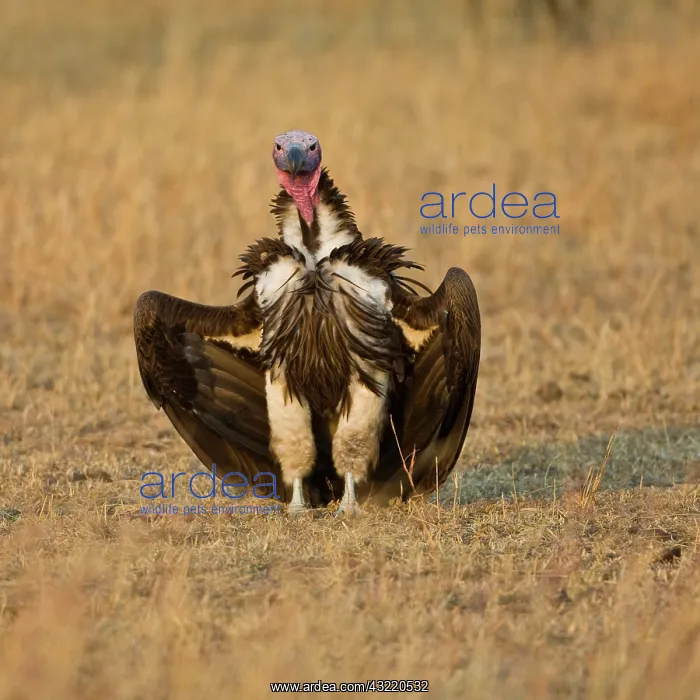  : Africa. Tanzania. Lappet-faced Vulture in