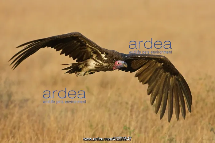 : Africa. Tanzania. Lappet-faced Vulture in : Africa. Tanzania. Lappet-faced Vulture in