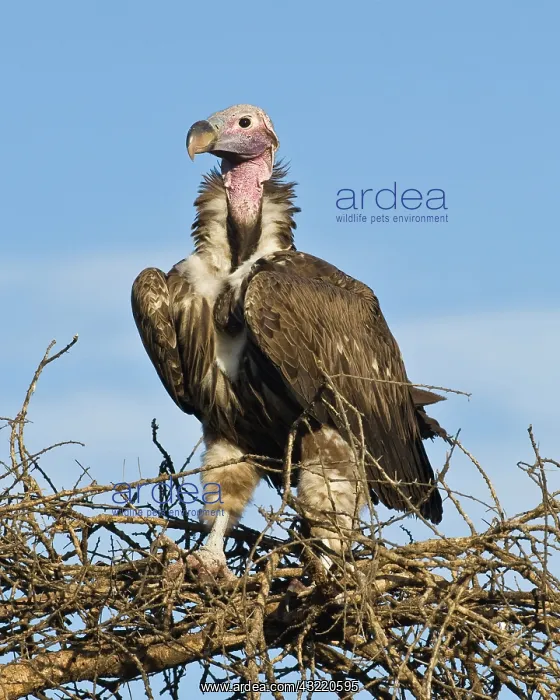 : Africa. Tanzania. Lappet-Faced Vulture at : Africa. Tanzania. Lappet-Faced Vulture at