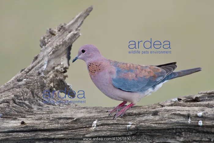 : Africa. Tanzania. Laughing Dove at Ndutu : Africa. Tanzania. Laughing Dove at Ndutu