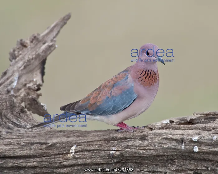 : Africa. Tanzania. Laughing Dove at Ndutu : Africa. Tanzania. Laughing Dove at Ndutu