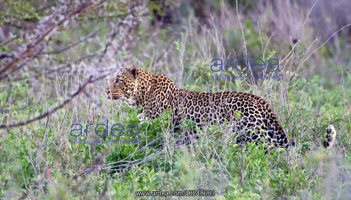 : Africa. Tanzania. Leopard hunting in the : Africa. Tanzania. Leopard hunting in the