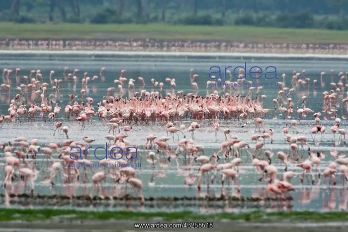 : Africa. Tanzania. Lesser Flamingo flock : Africa. Tanzania. Lesser Flamingo flock