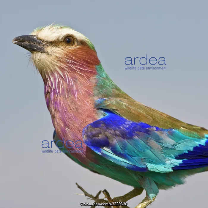 : Africa. Tanzania. Lilac-Breasted Roller : Africa. Tanzania. Lilac-Breasted Roller