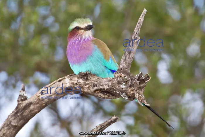 : Africa. Tanzania. Lilac-breasted Roller : Africa. Tanzania. Lilac-breasted Roller