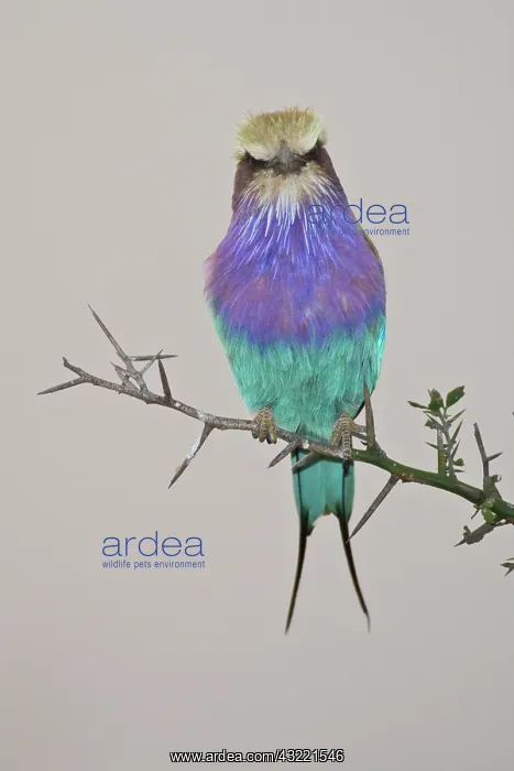 : Africa. Tanzania. Lilac-breasted Roller : Africa. Tanzania. Lilac-breasted Roller