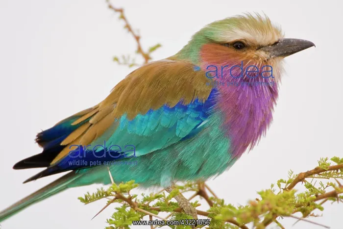 : Africa. Tanzania. Lilac-breasted Roller : Africa. Tanzania. Lilac-breasted Roller