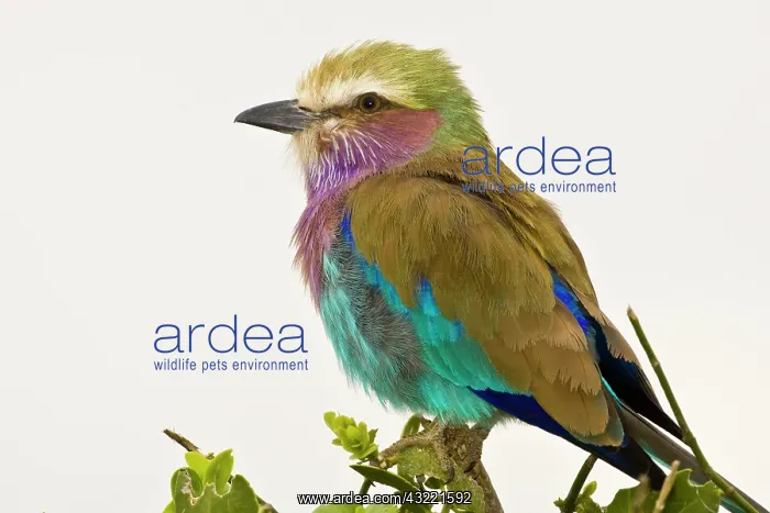 : Africa. Tanzania. Lilac-breasted Roller : Africa. Tanzania. Lilac-breasted Roller