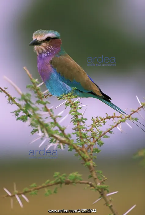 : Africa, Tanzania. Lilac-breasted roller : Africa, Tanzania. Lilac-breasted roller