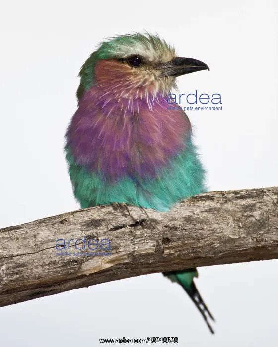 : Africa. Tanzania. Lilac-Breasted Roller : Africa. Tanzania. Lilac-Breasted Roller