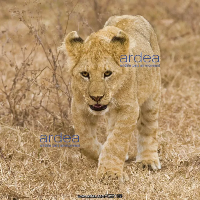 : Africa. Tanzania. Lion cub at Ngorongoro : Africa. Tanzania. Lion cub at Ngorongoro