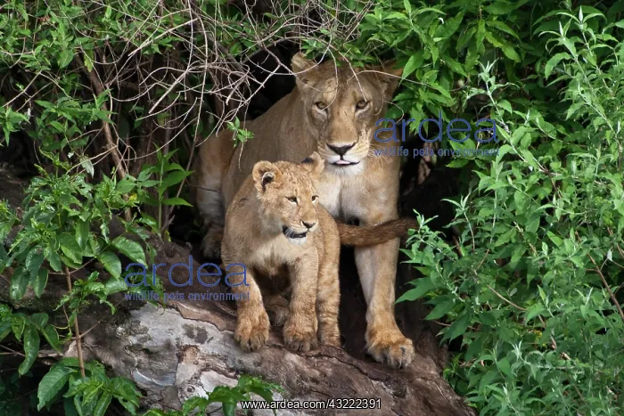 : Africa. Tanzania. Lioness and cub in Ngorongoro : Africa. Tanzania. Lioness and cub in Ngorongoro