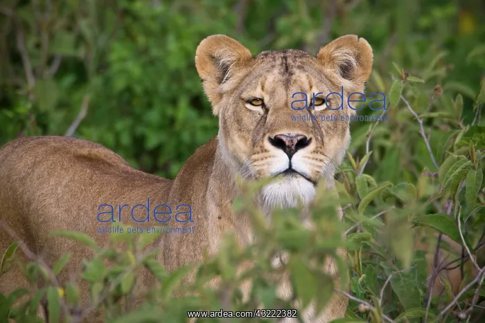 : Africa. Tanzania. Lioness in Ngorongoro : Africa. Tanzania. Lioness in Ngorongoro