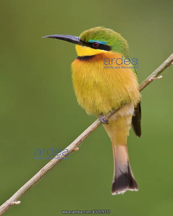 : Africa. Tanzania. Little Bee Eater at Manyara : Africa. Tanzania. Little Bee Eater at Manyara