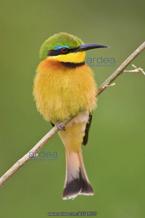  : Africa. Tanzania. Little Bee Eater at Manyara