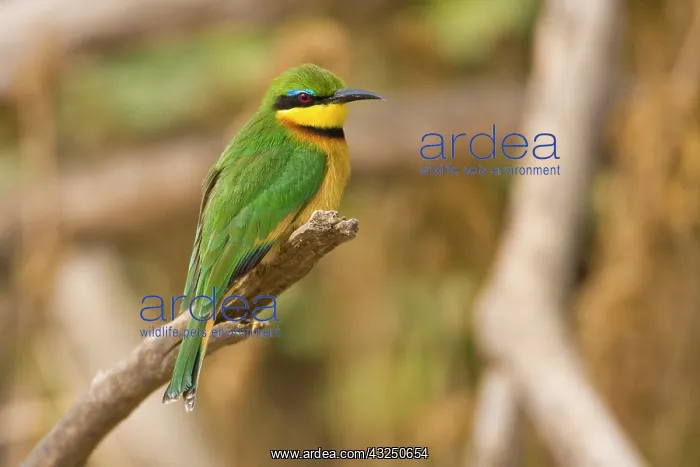 : Africa. Tanzania. Little Bee Eater at Manyara : Africa. Tanzania. Little Bee Eater at Manyara