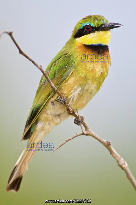 : Africa. Tanzania. Little Bee Eater at Tarangire : Africa. Tanzania. Little Bee Eater at Tarangire