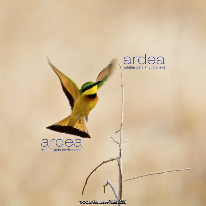 : Africa. Tanzania. Little Bee Eater at Tarangire : Africa. Tanzania. Little Bee Eater at Tarangire